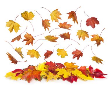 düşen sonbahar yaprakları