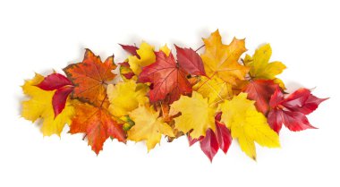 Grup renkli sonbahar yaprakları