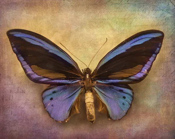 Vintage achtergrond met vlinder — Stockfoto