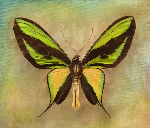 Винтажный фон с бабочкой — стоковое фото