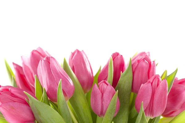 Flores de tulipán — Foto de Stock