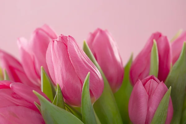 Tulpenblüten — Stockfoto