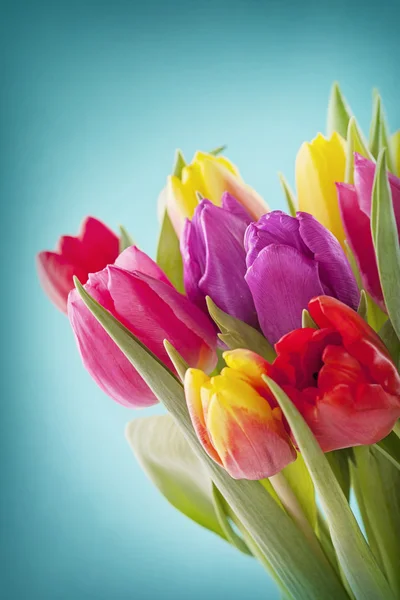 Tulip flowers — Stock Photo, Image