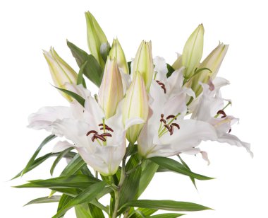 Beyaz Zambak çiçekler