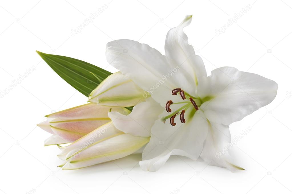 White lily flowers