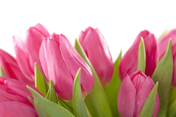 Tulip flowers — Stock Photo, Image