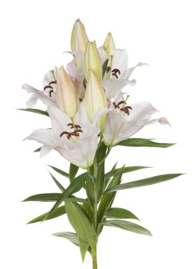 Beyaz Zambak çiçekler