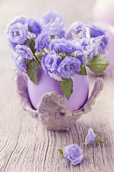 Campanula flowers — Stock Photo, Image