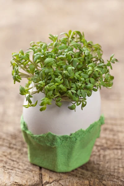 Garden cress — Stock Photo, Image