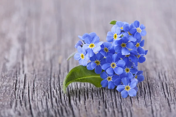 Forgetmenot virágok — Stock Fotó