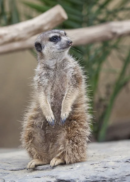 Meerkat — Stock Photo, Image