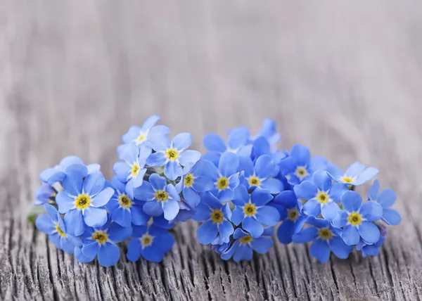 Forgetmenot blommor — Stockfoto