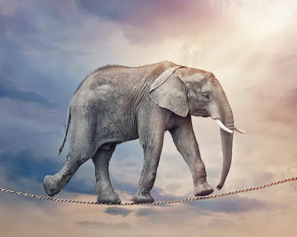 Elephant on a tightrope — Stock Photo, Image