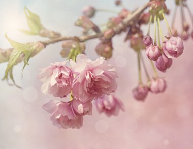 Pembe kiraz ağacı