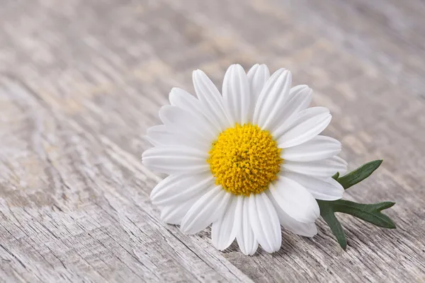 Kamillenblüte — Stockfoto