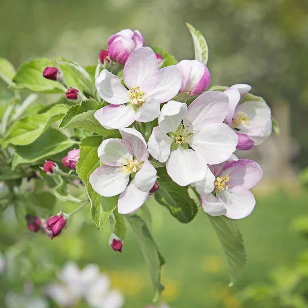 ᐈ Peach flowers stock images, Royalty Free peach flower photos