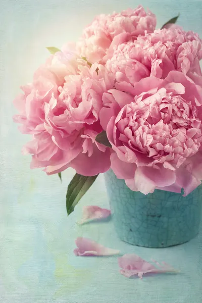 Peony flowers — Stock Photo, Image