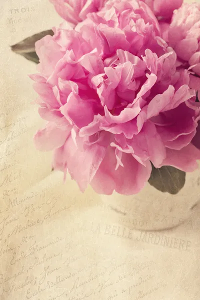 Peony flowers — Stock Photo, Image