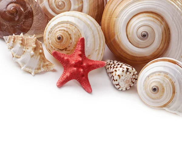 Seashells — Stock Photo, Image