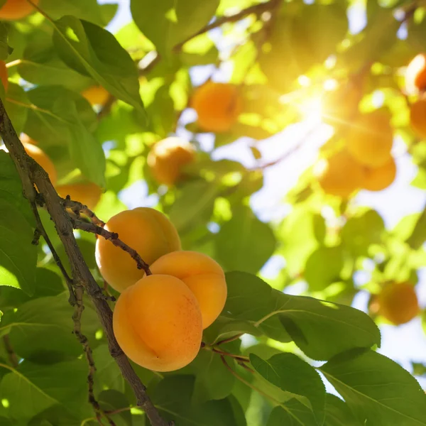 Apricot tree with fruits — Stock Photo, Image