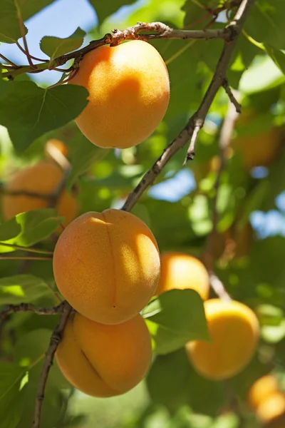 Arborele de caise cu fructe — Fotografie, imagine de stoc