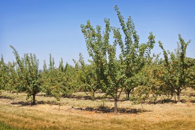 Kayısı ağaçlarının