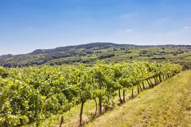 wachau üzüm bağları peyzaj
