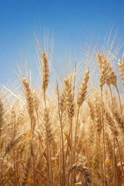 Wheat field — Stock Photo, Image