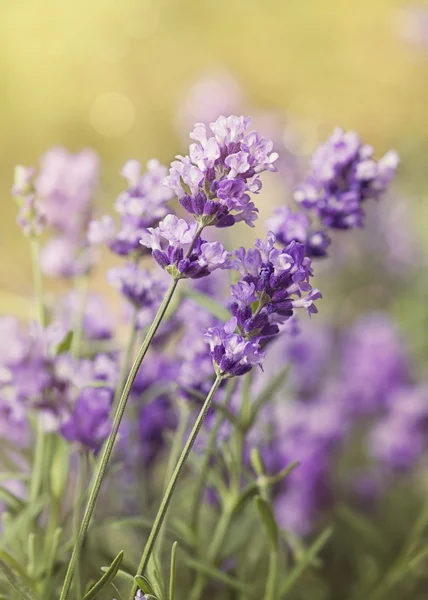 Lavendel — Stockfoto