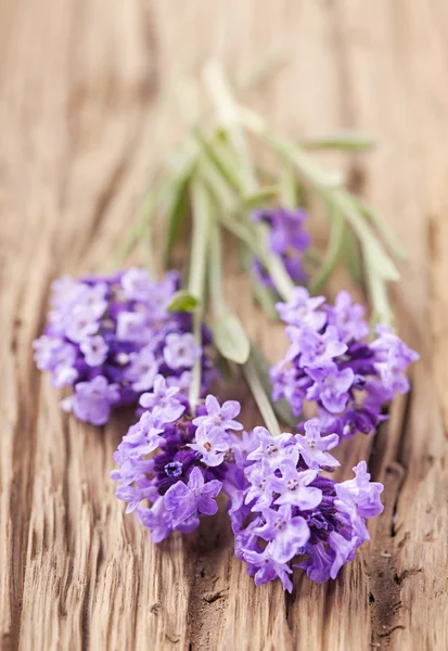 Lavanda — Fotografia de Stock