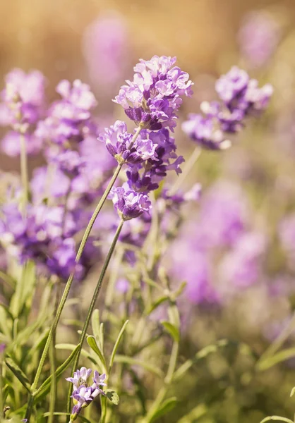 Flores de lavanda — Fotografia de Stock