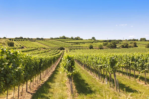 Wijngaarden landschap in wachau — Stockfoto