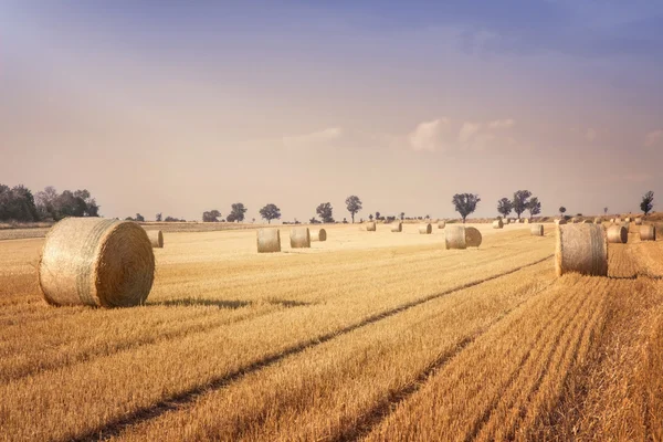 Rundbalar av halm — Stockfoto