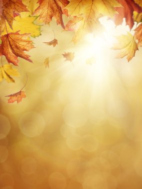 Autumn leaves clipart