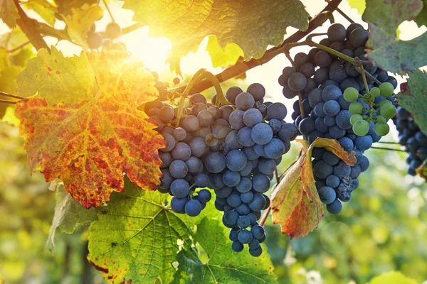 Bunch of black grapes — Stock Photo, Image