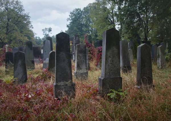 Old jewish cemetery — Stock Photo, Image