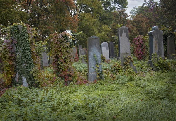 Stary cmentarz żydowski — Zdjęcie stockowe