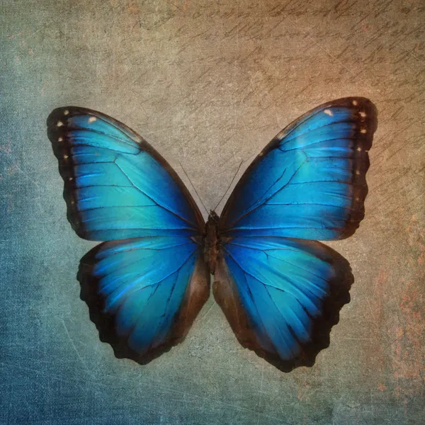Vintage background with butterfly — Stock Photo, Image