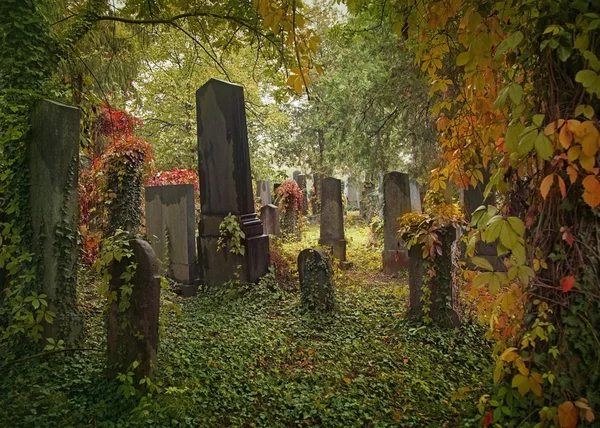 Old jewish cemetery — Stock Photo, Image