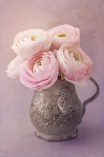 Pink ranunculus flowers — Stock Photo, Image