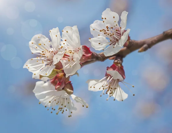 Apricot blossom flowers — Stock Photo, Image