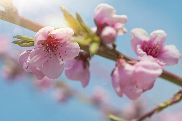 Peach blossom flowers — Stock Photo, Image