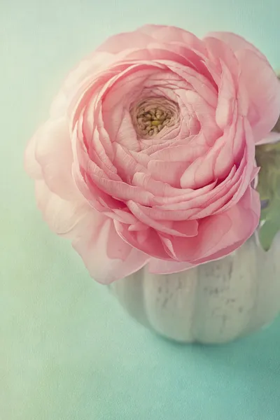 Pink ranunculus — Stock Photo, Image