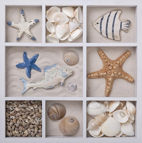 Conchas marinas en una caja blanca — Foto de Stock