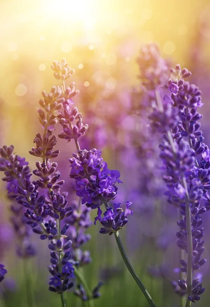 Lavender flowers