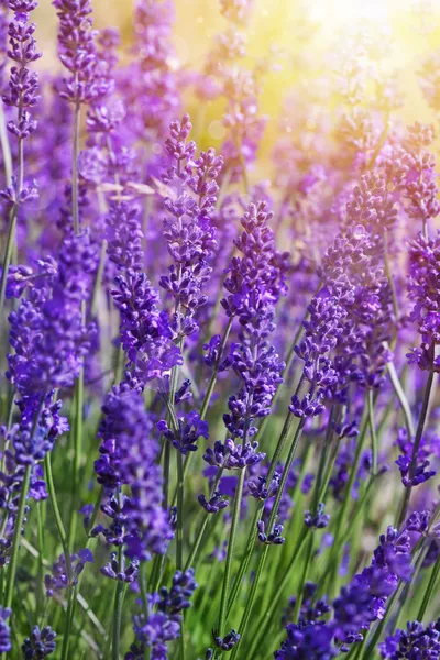 Trädgård lavendel blommor — Stockfoto