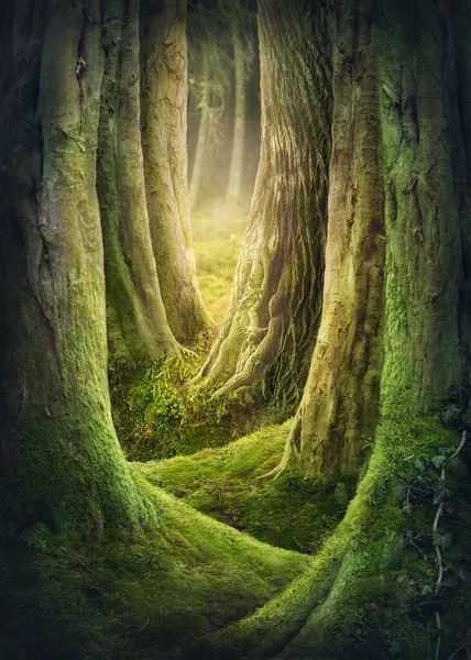 Zauberwald Mit Großen Bäumen — Stockfoto