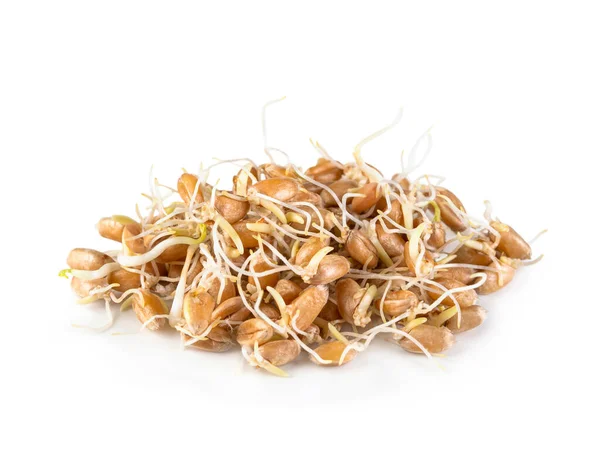 Wheat Sprouts Isolated White Background — Stock Photo, Image