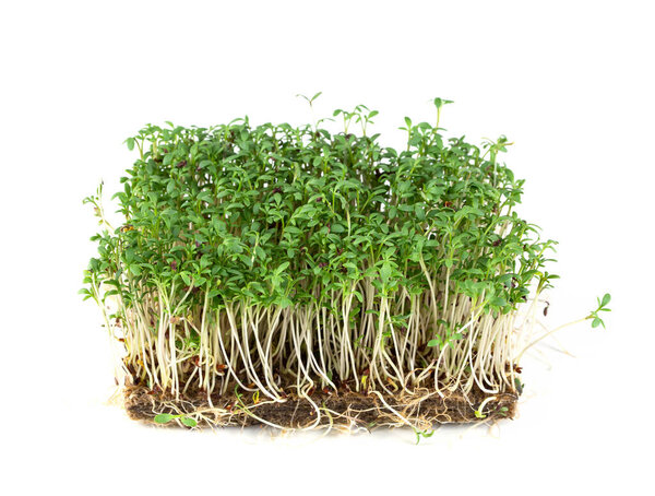Cress Sprouts Isolated White Background Stock Picture