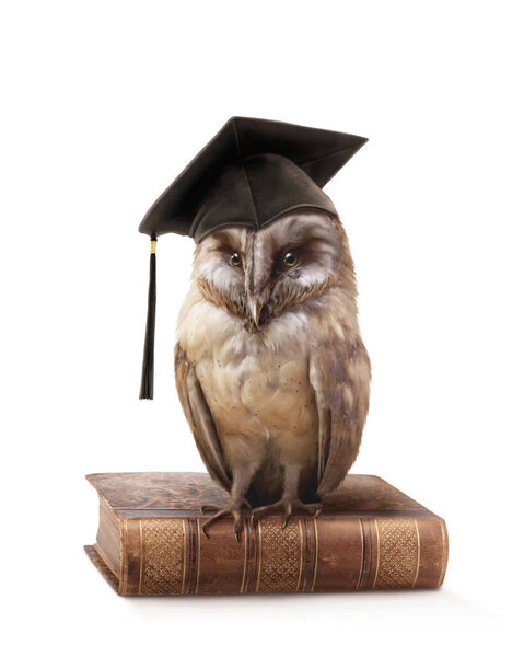Wise Owl Isolated White Background Stock Image